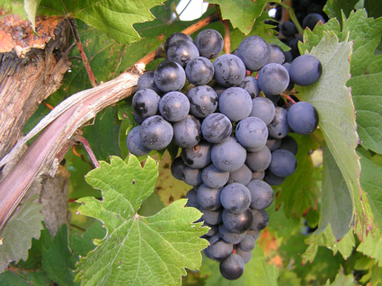 vino zakšek