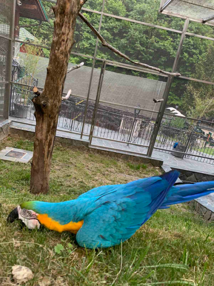 poročna lokacija zelena dolina