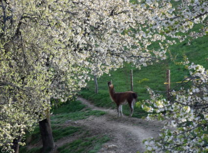 turistična kmetija oblak