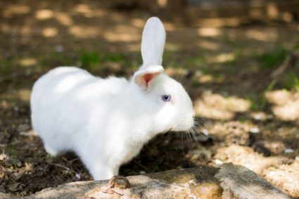 Tudi za otroke je poskrbljeno, saj lahko na kmetiji hranijo in „crkljajo“ domače živali, jezdijo konje in osličke. Na voljo pa imamo tudi tobogan, gugalnice, peskovnik, igrišče za mali nogomet, košarko in odbojko.  Poleg vseh doživetij, ki jih nudi kmetija sama, obiskovalce vedno znova navdušijo turistične točke v okolici, ki tako lokalnemu prebivalstvu, kot tudi turistom, nudijo obilo doživetja, užitkov in nepozabnih trenutkov.