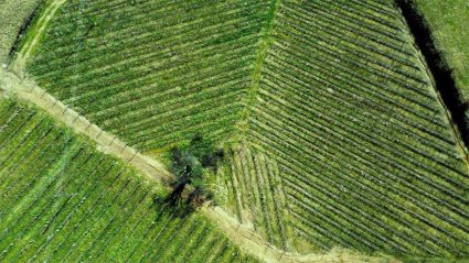 vinogradništvo Stožer Papež