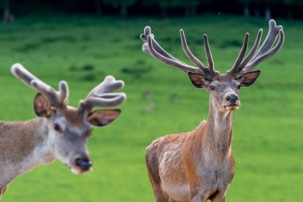 Domačija Lamperček