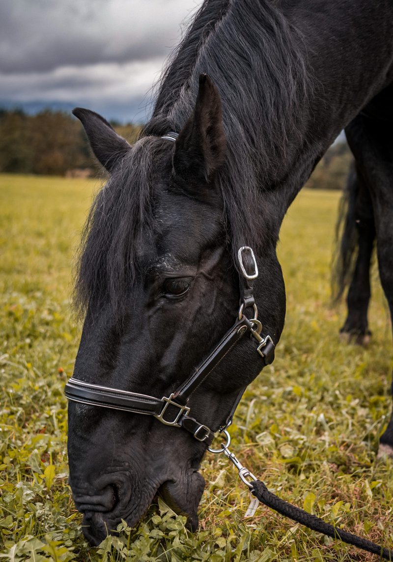 poročni prevoz s kočijo