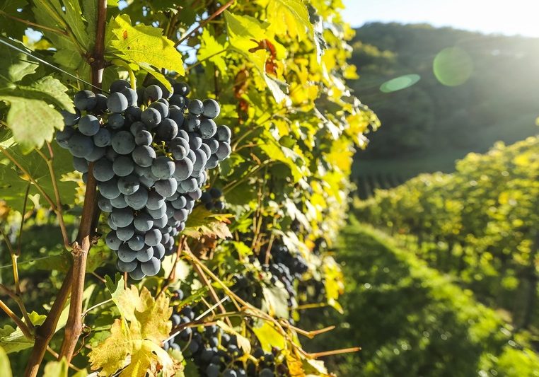 Vina Huba Martinčič